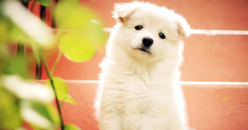 Should Your Pets Drink Filtered Water? Here’s What You Need to Know